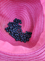 a pink sun hat held upside down with a handful of small, dark black, round berries in it
