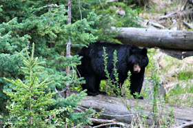 mama bear, YNP, http://bec4-beyondthepicketfence.blogspot.com/2016/05/work-hard-play-hard.html