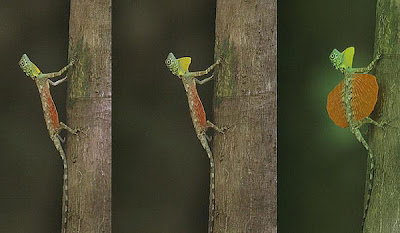 Draco Beccarii lagartija