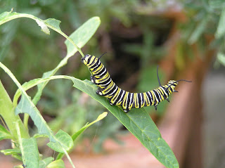 Monarch caterpillar