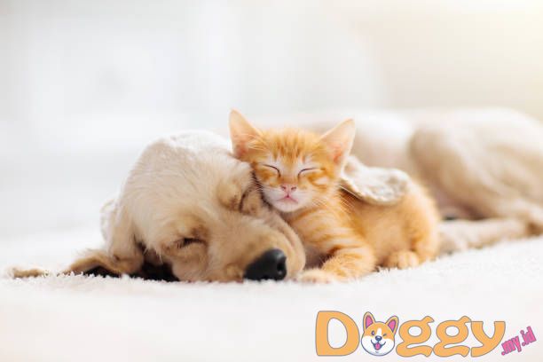 Dasar-dasar Pelatihan Anjing – Sangat Mudah!