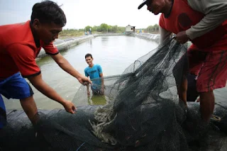 Kelompok Binaan Cirebon Power Berhasil Panen Udang Vaname 1 Ton 