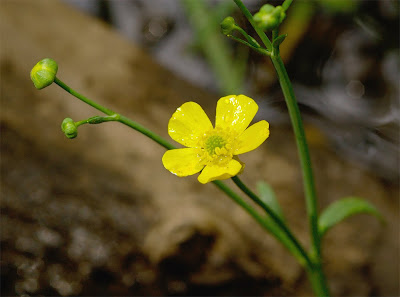 Lesser Spearwort Ranunculus flammula