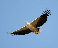Eagles Birds Information