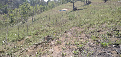 Jual Tanah Kebun Luas 5Ha Binangun Blitar