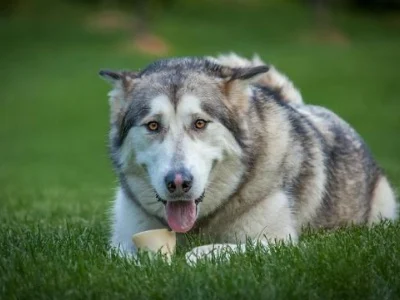 senior husky lying on grass