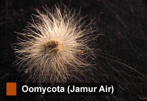 Oomycota Jamur  Air  Pengertian Ciri Reproduksi Contoh 