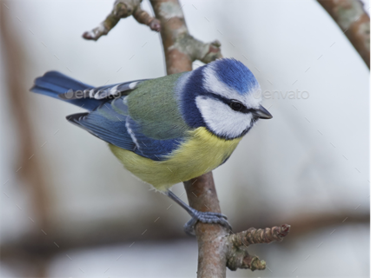 Herrerillo común (Cyanistes caeruleus).