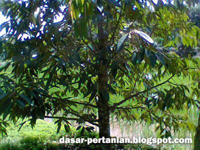 Cara Mengatasi Pohon Durian Yang Tidak Mau Berbuah