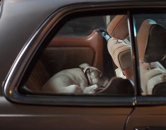 martin usborne cachorros cães silêncio dentro carro