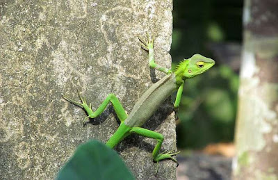 chameleon bunglon berubah warna