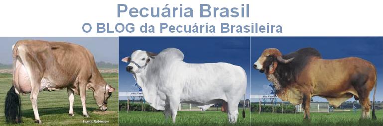 Pecuária Brasil