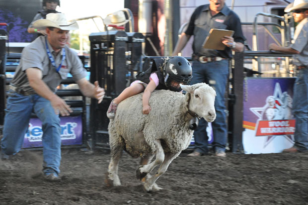 A girl takes part in the Mutton Bustin rodeo