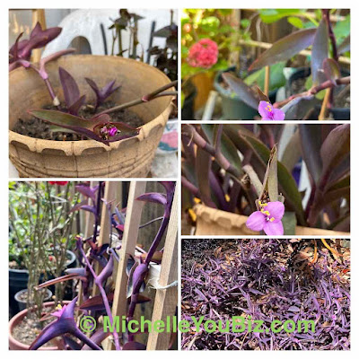 Plant Purple Heart (Tradescantia Pallida) to Make Your Garden Pop! Michelle You © MichelleYouBiz.com