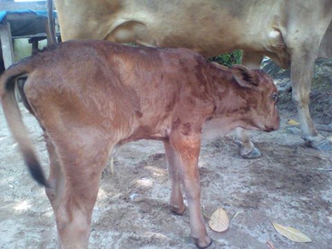 Anak Sapi Hasil Embrio Transfer Lahir  Untuk Pertama Kalinya di Padang Pariaman