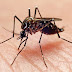 La Libertad: Zancudo vector del dengue está presente en 32 distritos