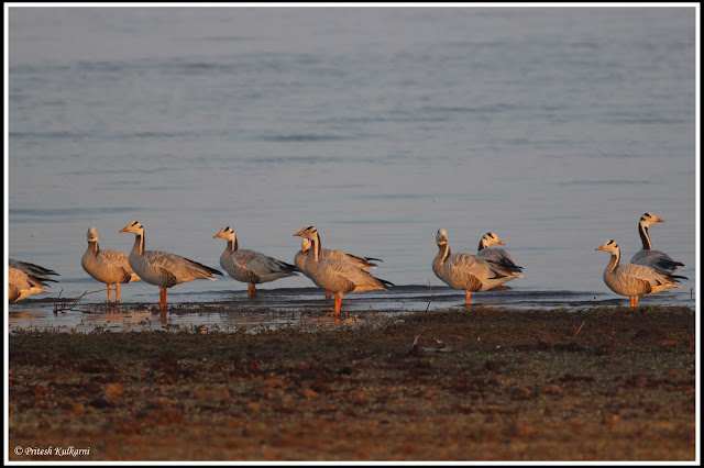 Bar-Headed goose