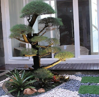 Taman dengan bonsai cemara udang