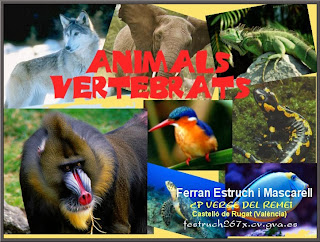 http://clic.xtec.cat/db/jclicApplet.jsp?project=http://clic.xtec.cat/projects/avertebr/jclic/avertebr.jclic.zip&lang=ca&title=Animals+vertebrats