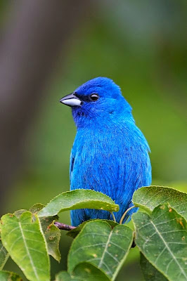 Aves de El Salvador