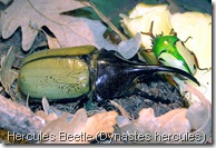 Hercules.beetle.arp
