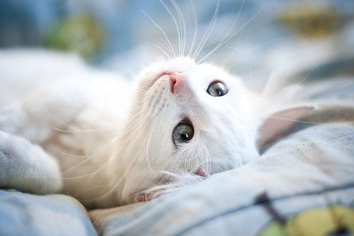 cute-cat-14