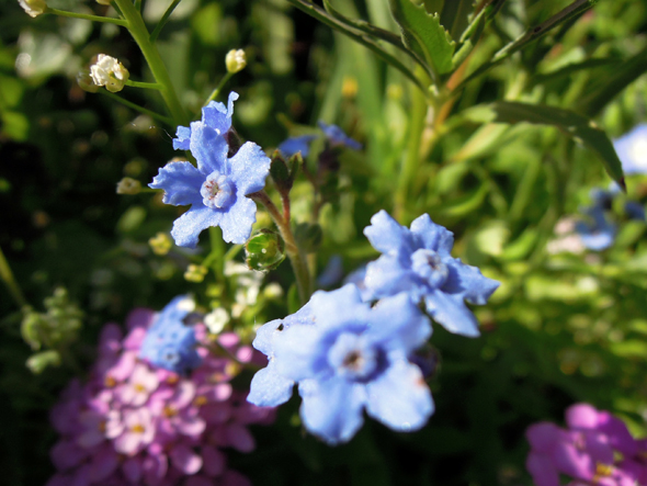 blue wildflowers wild flower