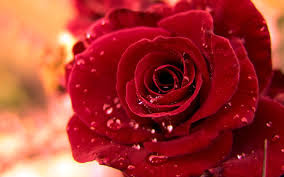 Beautiful Photos Of Love Flower Rose 23