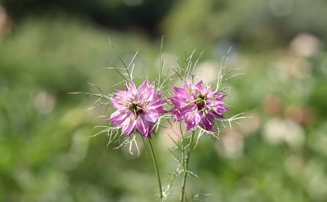 Love-in-a-Mist Flowers