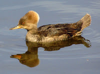 Hooded merganser female, Rideau River, Ottawa, ON  by D. Gordon E. Robertson 