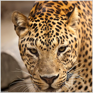 Jaguar w Delhi Zoo. Rozrywka w Delhi