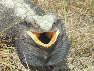 bearded dragon