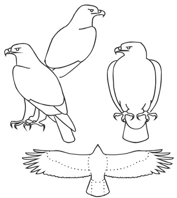 identifikasi jenis burung  edukasi