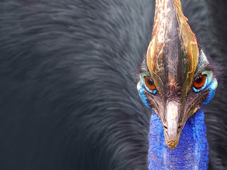 cassowary