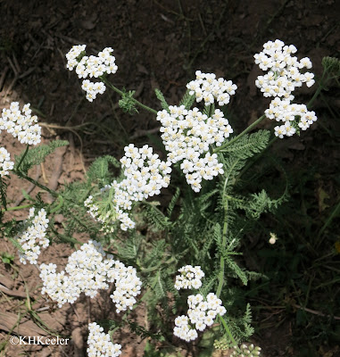 yarrow, Achillea millefolium