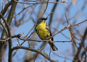 Kirtland's Warbler - Grayling, Michigan, USA