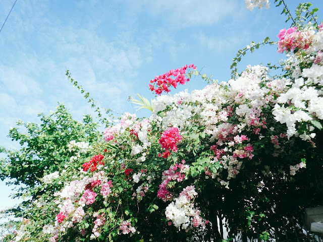 Bougainvilleas