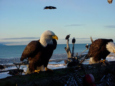 FEEDING THE EAGLES..