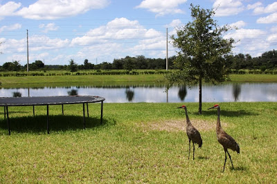 Appearance of Trampoline