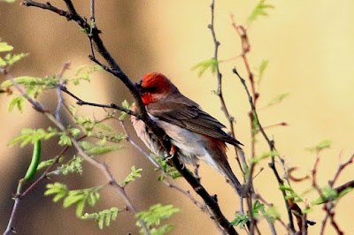 "Male Common Rosefinch (Carpodacus erythrinus) perched on a branch, displaying vibrant plumage with shades of red and pink. The small bird has a distinctive cone-shaped beak, perched on a baboon bush."