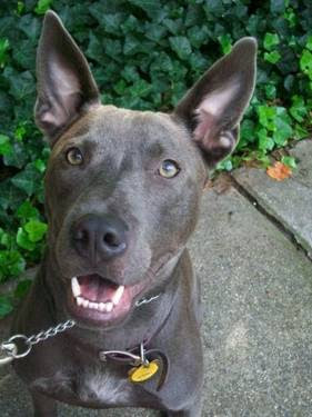 Dog Pictures Online: Thai Ridgeback Dog Breed Pictures