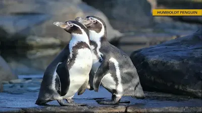 Humboldt Penguin