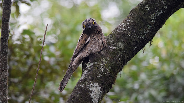 Common Potoo Nyctibius griseus cornutus Mãe-da-Lua Nictibio urutaú