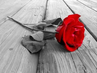 a rose to speak heart feelings