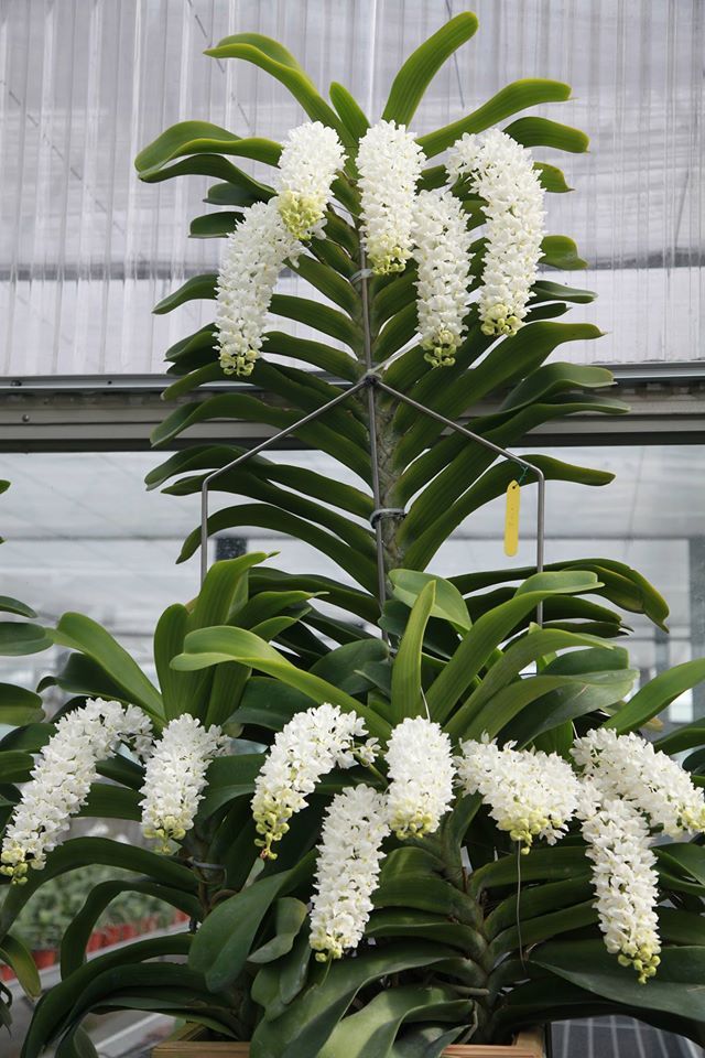 orchid type flowers, purple orchid type flowers, different types of orchid flowers, tree with orchid type flowers, type of orchid flowers, a type of orchid with large flowers, a type of orchid with large flowers crossword clue, type of orchid with large flowers, orchids types of flowers, orchid types small flowers, types of orchids without flowers,