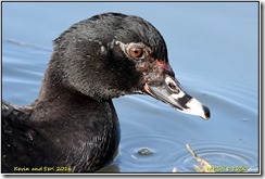 Slimbridge WWT D7200 X  13-03-2016 14-36-010