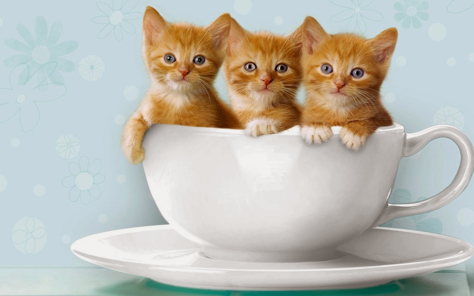 Download Gambar Wallpaper Kucing Lucu - Zain Elhasany