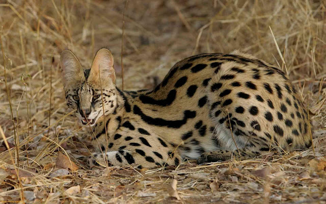 Animal Planet, The elegant savannah cats