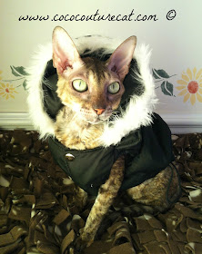 Coco the Cornish Rex in puffer coat with fake fur hood