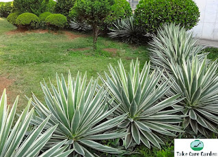 Caribbean Agave: A Versatile Plant with Many Uses